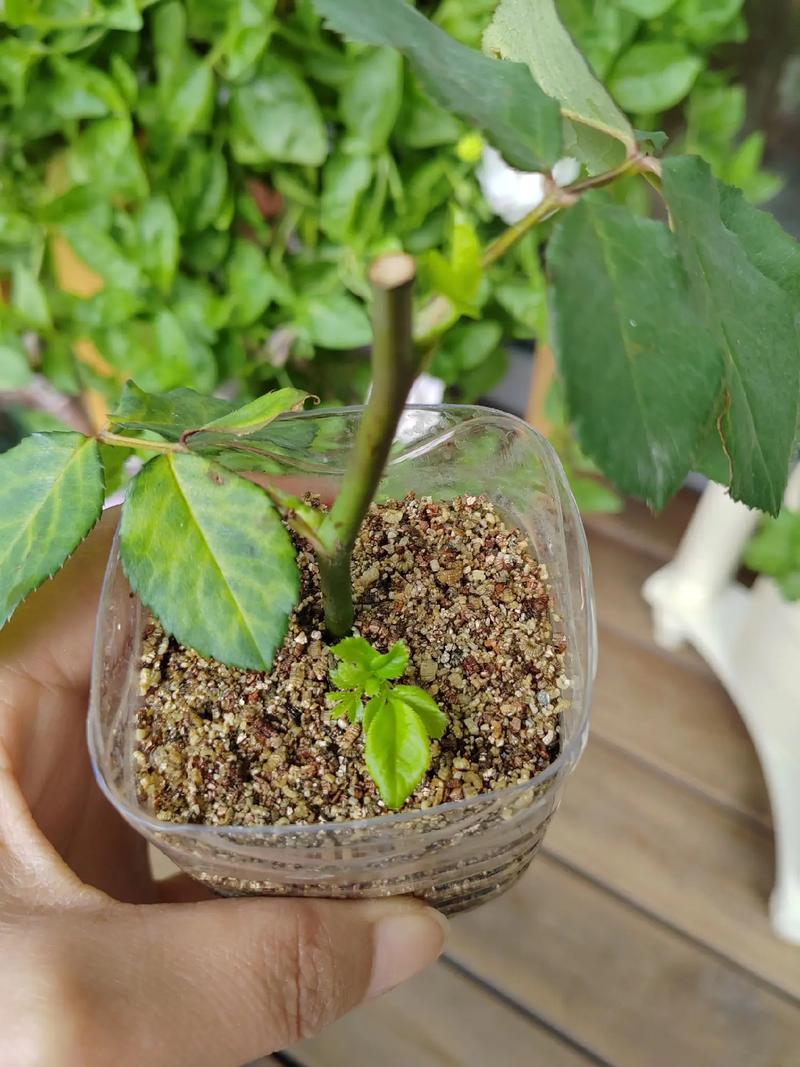 “月季”泡在水里(月季泡在水里多久会烂根死掉)-第4张图片-花花知道网 “月季”泡在水里(月季泡在水里多久会烂根死掉)-第4张图片-花花知道网