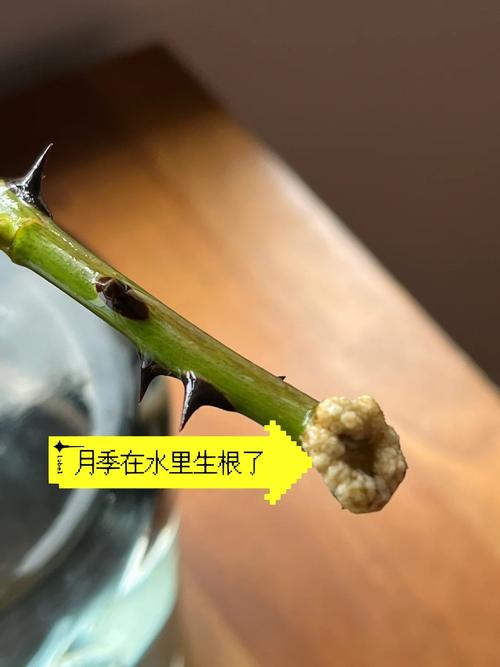 “月季”泡在水里(月季泡在水里多久会烂根死掉)-第5张图片-花花知道网 “月季”泡在水里(月季泡在水里多久会烂根死掉)-第5张图片-花花知道网