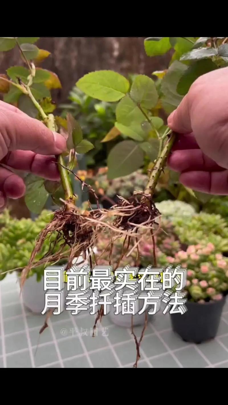 “月季”泡在水里(月季泡在水里多久会烂根死掉)-第6张图片-花花知道网 “月季”泡在水里(月季泡在水里多久会烂根死掉)-第6张图片-花花知道网