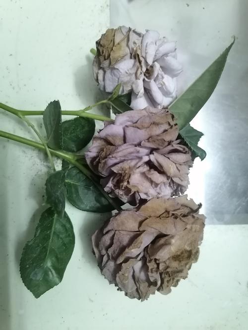 “月季”泡在水里(月季泡在水里多久会烂根死掉)-第7张图片-花花知道网 “月季”泡在水里(月季泡在水里多久会烂根死掉)-第7张图片-花花知道网