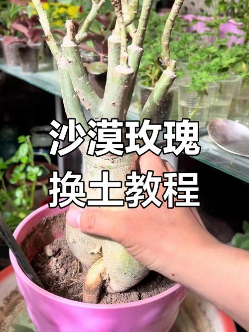 玫瑰怎么换盆(玫瑰花怎么换花盆)-第1张图片-花花知道网 玫瑰怎么换盆(玫瑰花怎么换花盆)-第1张图片-花花知道网