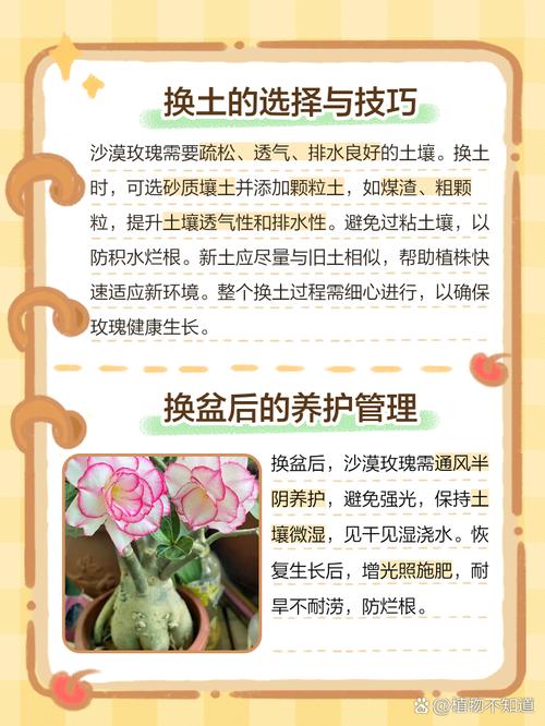 玫瑰怎么换盆(玫瑰花怎么换花盆)-第2张图片-花花知道网 玫瑰怎么换盆(玫瑰花怎么换花盆)-第2张图片-花花知道网