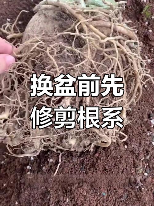 玫瑰怎么换盆(玫瑰花怎么换花盆)-第3张图片-花花知道网 玫瑰怎么换盆(玫瑰花怎么换花盆)-第3张图片-花花知道网