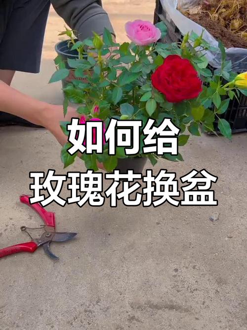 玫瑰怎么换盆(玫瑰花怎么换花盆)-第6张图片-花花知道网 玫瑰怎么换盆(玫瑰花怎么换花盆)-第6张图片-花花知道网