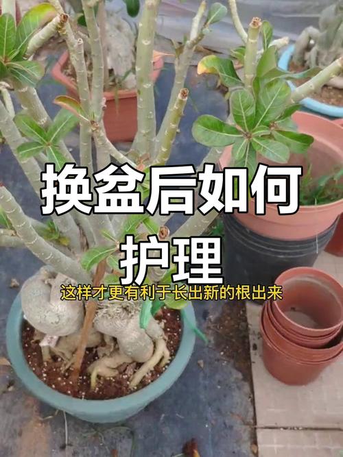 玫瑰怎么换盆(玫瑰花怎么换花盆)-第7张图片-花花知道网 玫瑰怎么换盆(玫瑰花怎么换花盆)-第7张图片-花花知道网