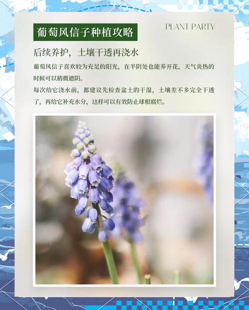 风信子冬天怎么养（葡萄风信子冬天怎么养）-第1张图片-花花知道网