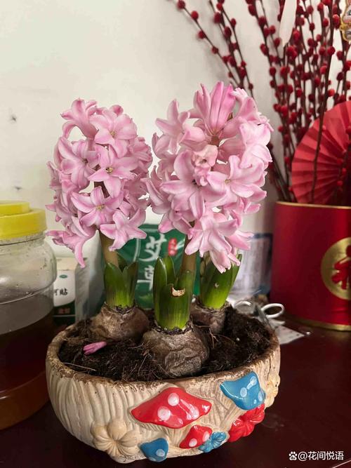 风信子冬天怎么养（葡萄风信子冬天怎么养）-第3张图片-花花知道网