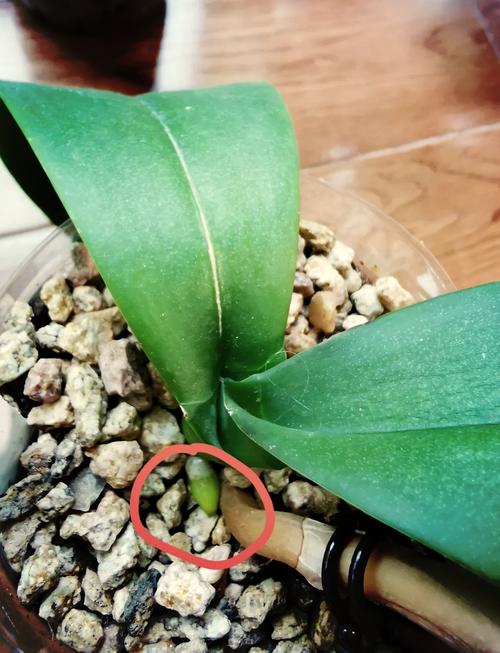 兰花没根怎样养出根来(兰花没有根能不能种活)-第1张图片-花花知道网 兰花没根怎样养出根来(兰花没有根能不能种活)-第1张图片-花花知道网