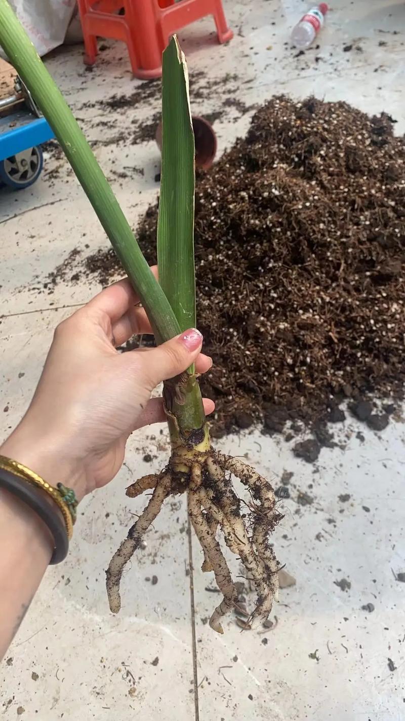 兰花没根怎样养出根来(兰花没有根能不能种活)-第3张图片-花花知道网 兰花没根怎样养出根来(兰花没有根能不能种活)-第3张图片-花花知道网