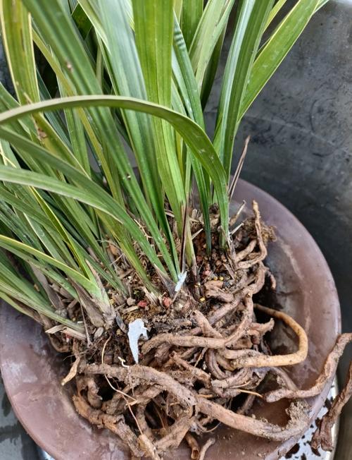 兰花没根怎样养出根来(兰花没有根能不能种活)-第4张图片-花花知道网 兰花没根怎样养出根来(兰花没有根能不能种活)-第4张图片-花花知道网