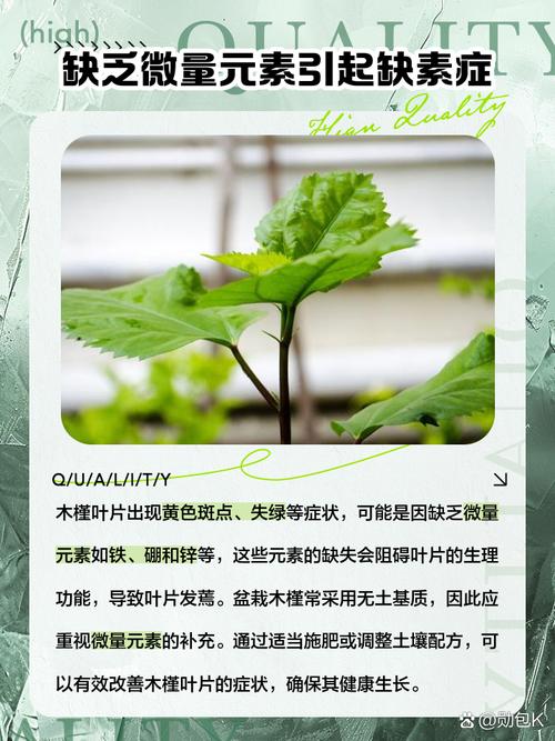 木槿花叶子蔫了能活吗(木槿花叶子突然变蔫应该怎么处理)-第1张图片-花花知道网 木槿花叶子蔫了能活吗(木槿花叶子突然变蔫应该怎么处理)-第1张图片-花花知道网