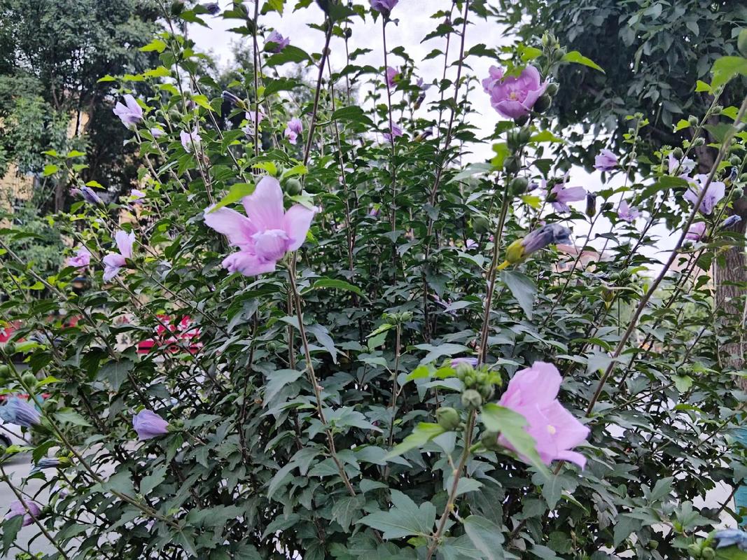木槿花叶子蔫了能活吗(木槿花叶子突然变蔫应该怎么处理)-第4张图片-花花知道网 木槿花叶子蔫了能活吗(木槿花叶子突然变蔫应该怎么处理)-第4张图片-花花知道网