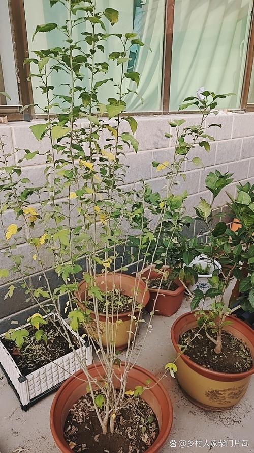 木槿花叶子蔫了能活吗(木槿花叶子突然变蔫应该怎么处理)-第6张图片-花花知道网 木槿花叶子蔫了能活吗(木槿花叶子突然变蔫应该怎么处理)-第6张图片-花花知道网