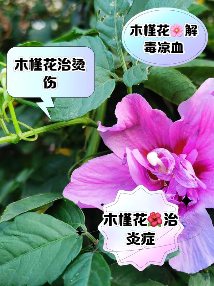 木槿花叶子蔫了能活吗(木槿花叶子突然变蔫应该怎么处理)-第8张图片-花花知道网 木槿花叶子蔫了能活吗(木槿花叶子突然变蔫应该怎么处理)-第8张图片-花花知道网