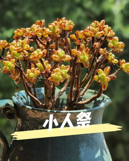 小人祭怎么养（小人祭适合养家里吗）-第2张图片-花花知道网