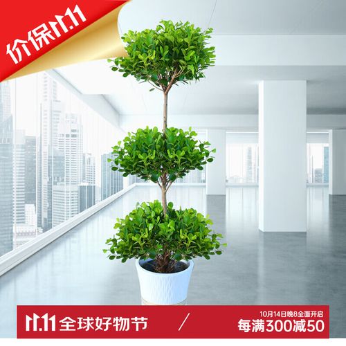 发财树和榕树怎么养(榕树盆景和发财树的区别)-第1张图片-花花知道网 发财树和榕树怎么养(榕树盆景和发财树的区别)-第1张图片-花花知道网