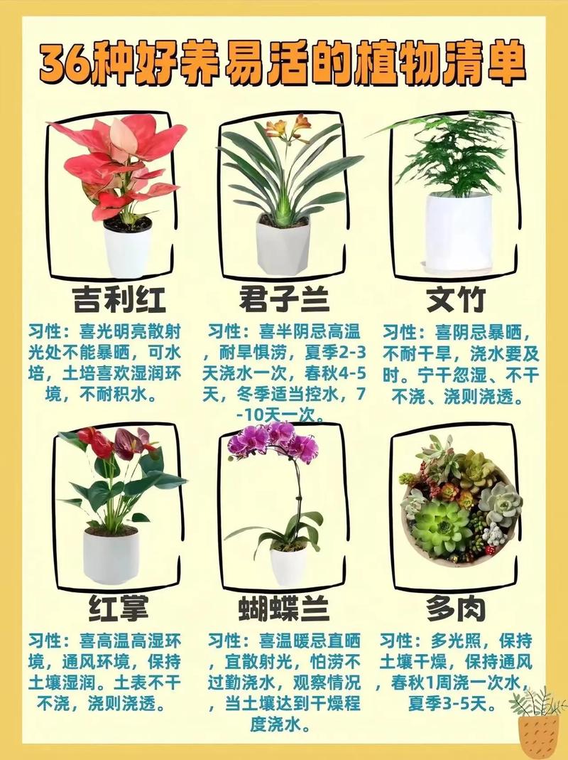 发财树和榕树怎么养(榕树盆景和发财树的区别)-第3张图片-花花知道网 发财树和榕树怎么养(榕树盆景和发财树的区别)-第3张图片-花花知道网