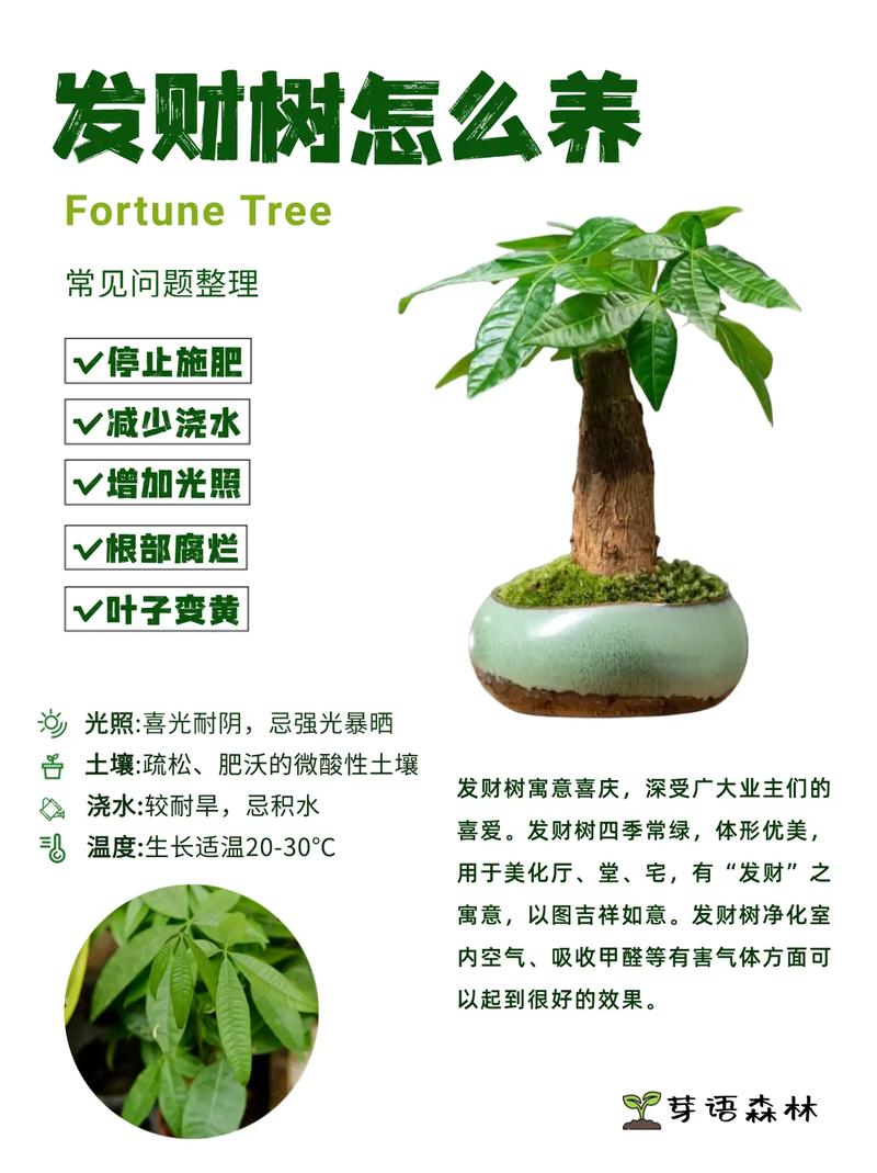 发财树和榕树怎么养(榕树盆景和发财树的区别)-第4张图片-花花知道网 发财树和榕树怎么养(榕树盆景和发财树的区别)-第4张图片-花花知道网
