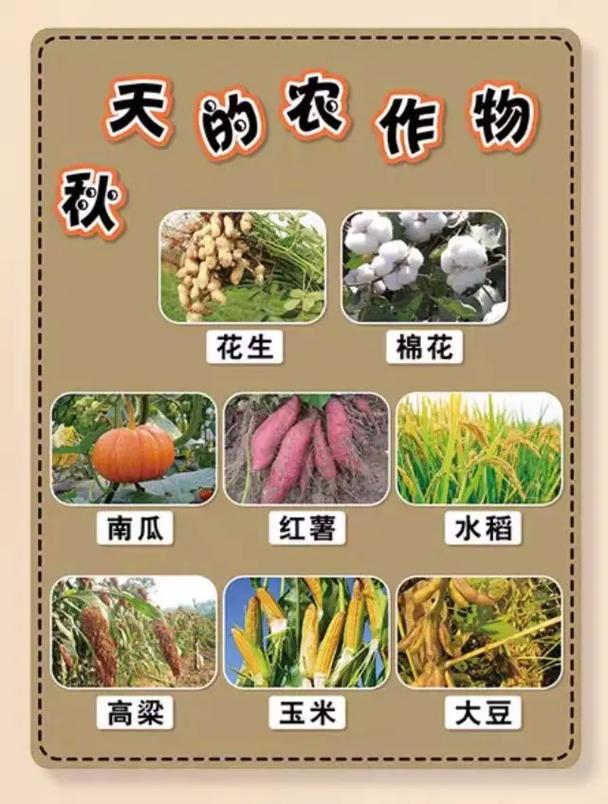 农作物有哪些(新疆农作物有哪些)-第5张图片-花花知道网 农作物有哪些(新疆农作物有哪些)-第5张图片-花花知道网