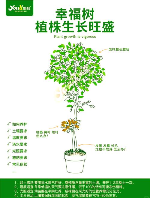 幸福树长太高了怎么办(幸福树往高长不往粗长怎么办了?)-第1张图片-花花知道网 幸福树长太高了怎么办(幸福树往高长不往粗长怎么办了?)-第1张图片-花花知道网