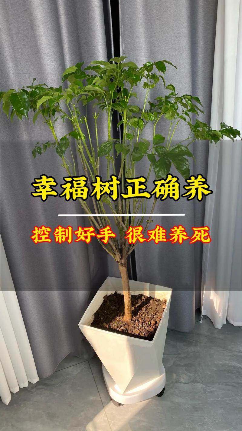 幸福树长太高了怎么办(幸福树往高长不往粗长怎么办了?)-第2张图片-花花知道网 幸福树长太高了怎么办(幸福树往高长不往粗长怎么办了?)-第2张图片-花花知道网