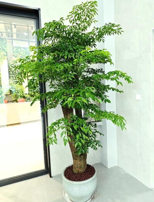 幸福树长太高了怎么办(幸福树往高长不往粗长怎么办了?)-第4张图片-花花知道网 幸福树长太高了怎么办(幸福树往高长不往粗长怎么办了?)-第4张图片-花花知道网