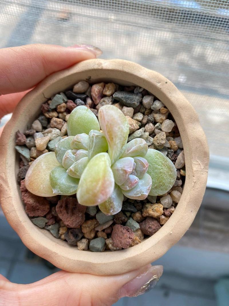 多肉叶子皱巴巴(多肉叶子一直皱巴巴)-第1张图片-花花知道网 多肉叶子皱巴巴(多肉叶子一直皱巴巴)-第1张图片-花花知道网