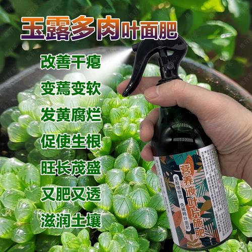 多肉叶子皱巴巴(多肉叶子一直皱巴巴)-第3张图片-花花知道网 多肉叶子皱巴巴(多肉叶子一直皱巴巴)-第3张图片-花花知道网