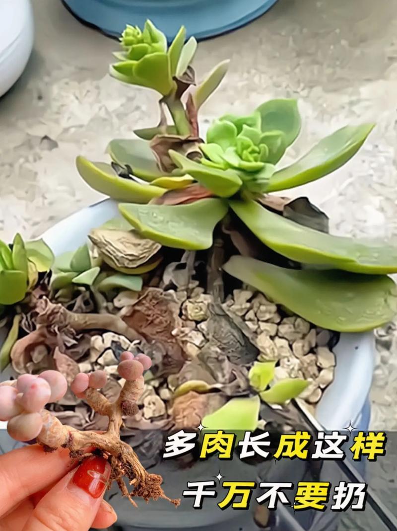 多肉叶子皱巴巴(多肉叶子一直皱巴巴)-第4张图片-花花知道网 多肉叶子皱巴巴(多肉叶子一直皱巴巴)-第4张图片-花花知道网