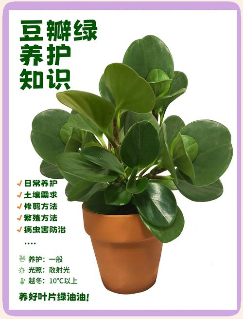豆瓣绿怎么养(植物豆瓣绿怎么养)-第2张图片-花花知道网 豆瓣绿怎么养(植物豆瓣绿怎么养)-第2张图片-花花知道网