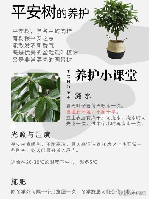 如何给平安树松土(平安树怎么换土视频)-第1张图片-花花知道网 如何给平安树松土(平安树怎么换土视频)-第1张图片-花花知道网