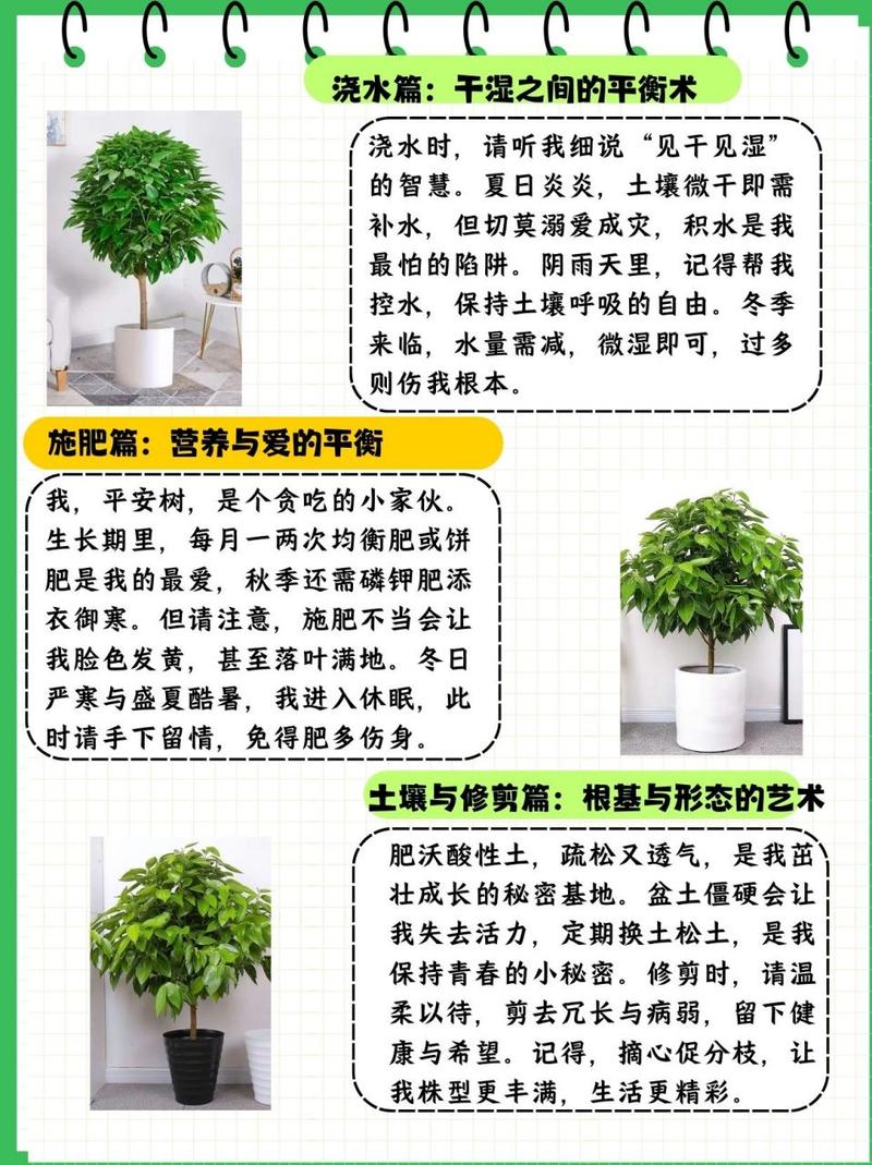 如何给平安树松土(平安树怎么换土视频)-第3张图片-花花知道网 如何给平安树松土(平安树怎么换土视频)-第3张图片-花花知道网