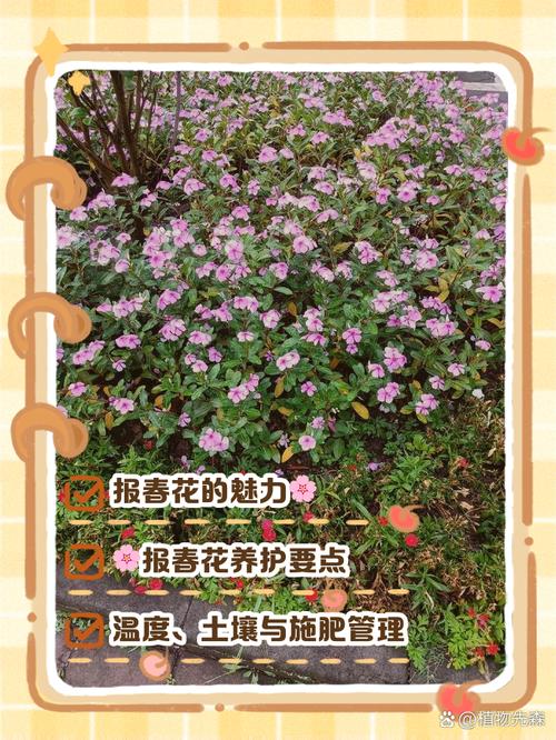 樱草花的繁殖方法(樱草花的繁殖方法图解)-第5张图片-花花知道网 樱草花的繁殖方法(樱草花的繁殖方法图解)-第5张图片-花花知道网