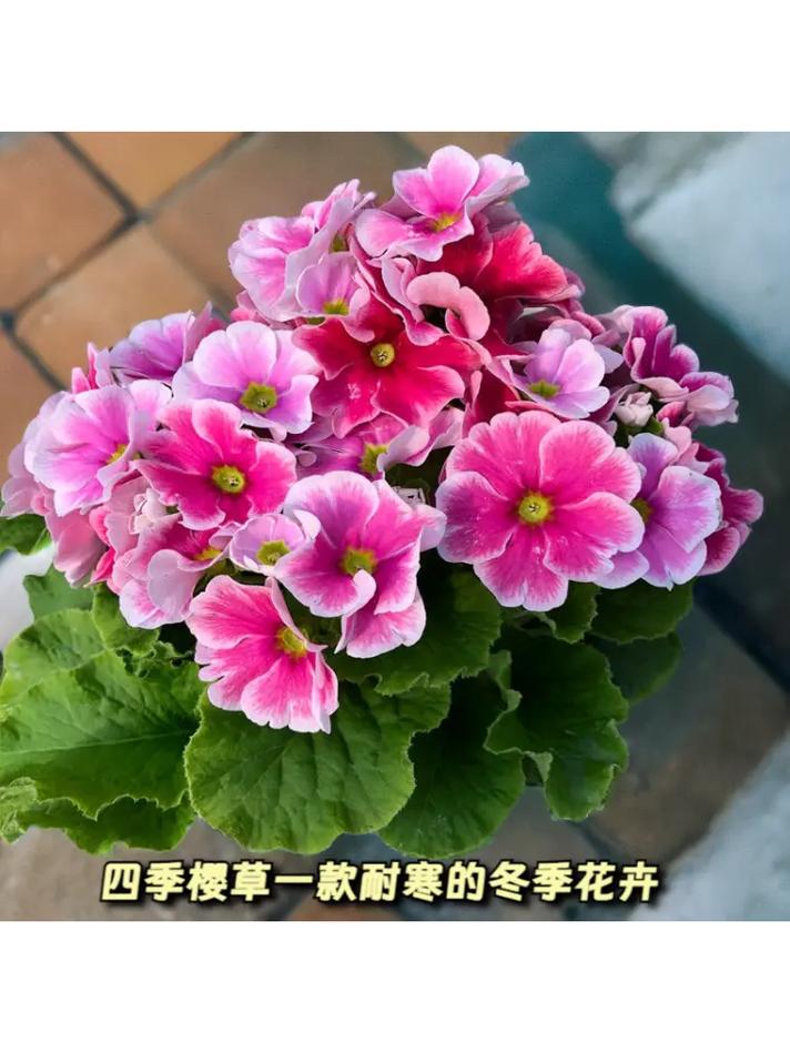 樱草花的繁殖方法(樱草花的繁殖方法图解)-第6张图片-花花知道网 樱草花的繁殖方法(樱草花的繁殖方法图解)-第6张图片-花花知道网