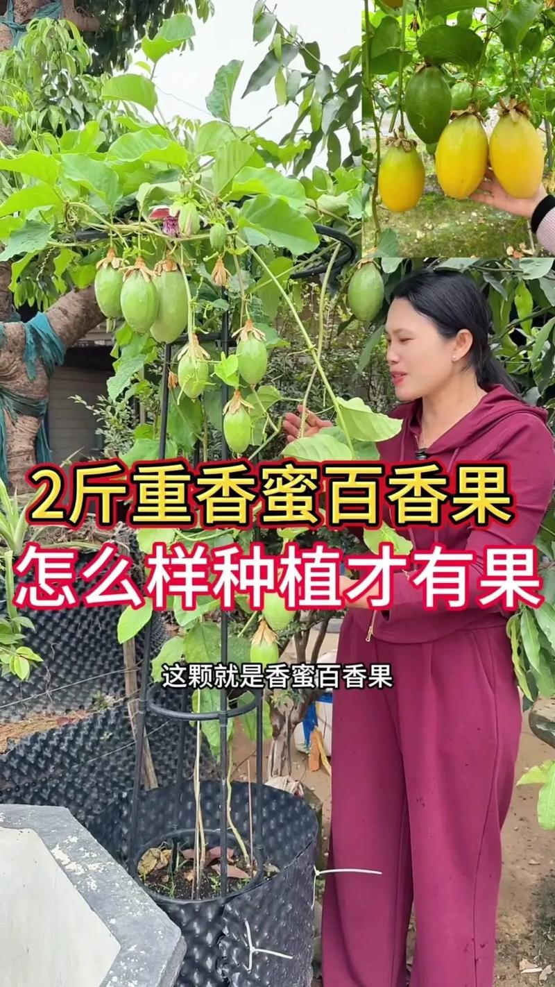 百香果秋天怎么养（百香果秋天怎么养护和管理）-第3张图片-花花知道网