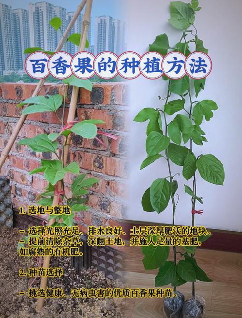 百香果秋天怎么养（百香果秋天怎么养护和管理）-第4张图片-花花知道网