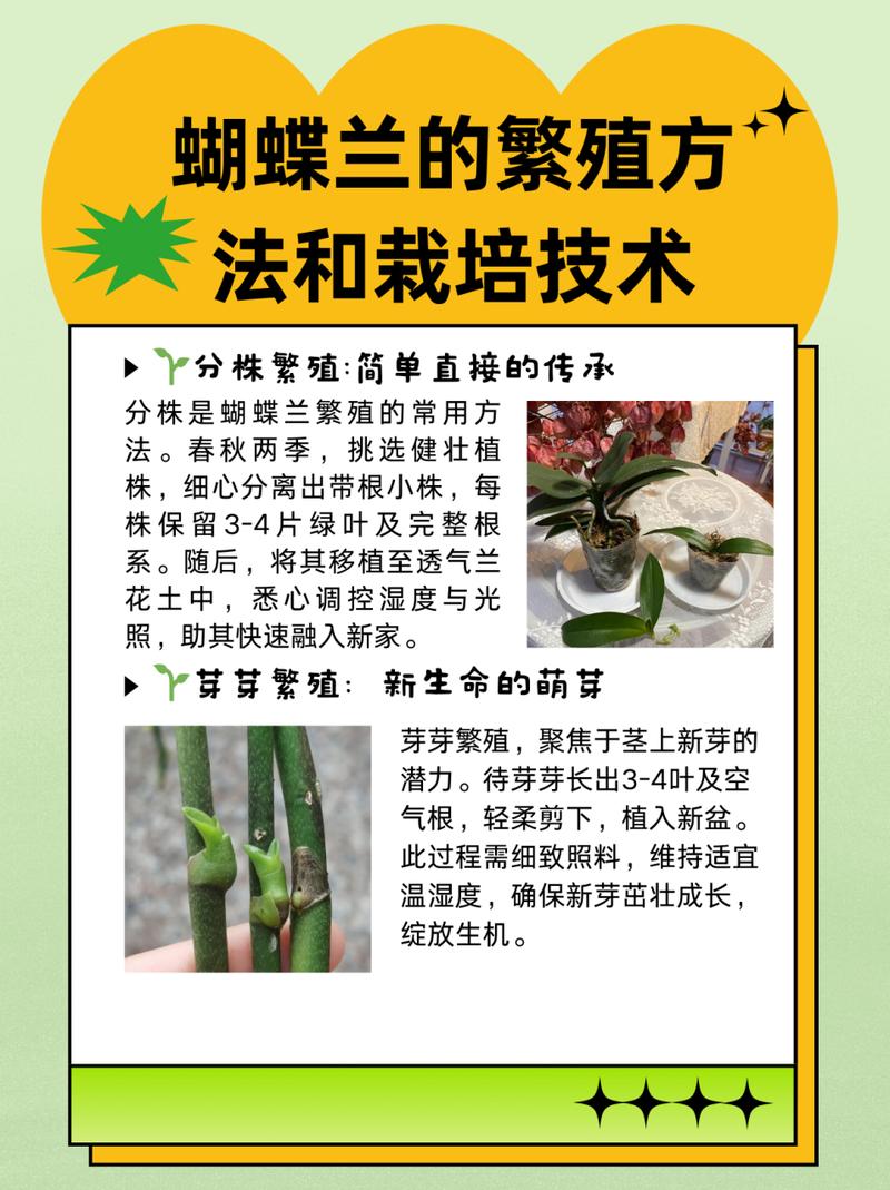 蝴蝶兰的繁殖方法(蝴蝶兰的繁殖方法有几种)-第2张图片-花花知道网 蝴蝶兰的繁殖方法(蝴蝶兰的繁殖方法有几种)-第2张图片-花花知道网