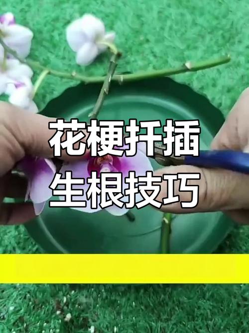 蝴蝶兰的繁殖方法(蝴蝶兰的繁殖方法有几种)-第4张图片-花花知道网 蝴蝶兰的繁殖方法(蝴蝶兰的繁殖方法有几种)-第4张图片-花花知道网