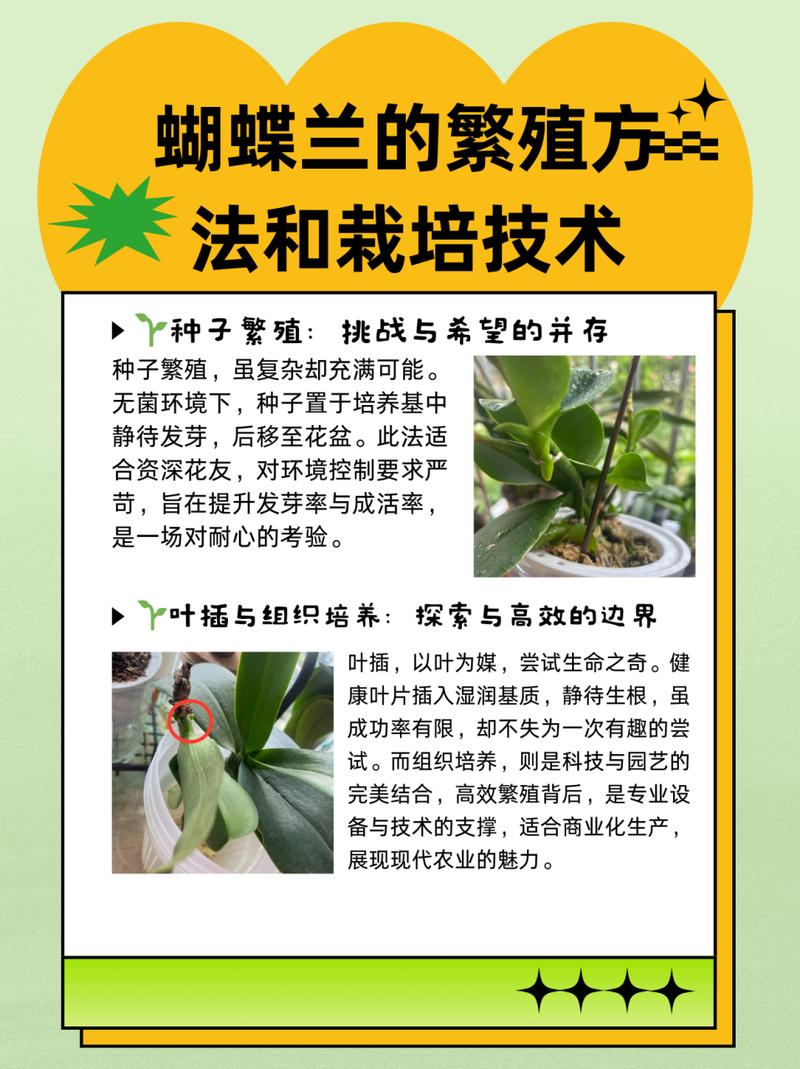 蝴蝶兰的繁殖方法(蝴蝶兰的繁殖方法有几种)-第6张图片-花花知道网 蝴蝶兰的繁殖方法(蝴蝶兰的繁殖方法有几种)-第6张图片-花花知道网