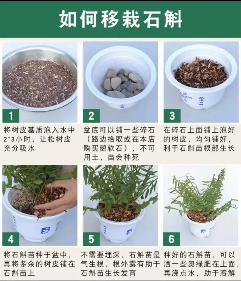 串珠石斛怎么种植(串珠石斛怎么种植好看)-第5张图片-花花知道网 串珠石斛怎么种植(串珠石斛怎么种植好看)-第5张图片-花花知道网