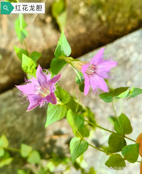 红花龙胆冬天养殖的禁忌(红花龙胆有毒性吗)-第4张图片-花花知道网 红花龙胆冬天养殖的禁忌(红花龙胆有毒性吗)-第4张图片-花花知道网