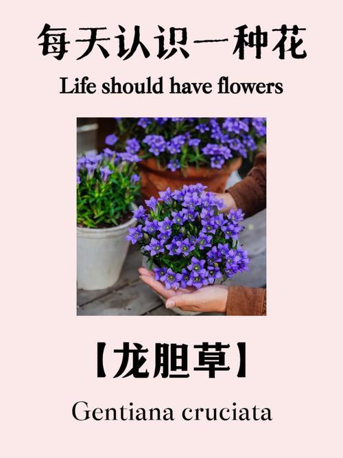 红花龙胆冬天养殖的禁忌(红花龙胆有毒性吗)-第3张图片-花花知道网 红花龙胆冬天养殖的禁忌(红花龙胆有毒性吗)-第3张图片-花花知道网