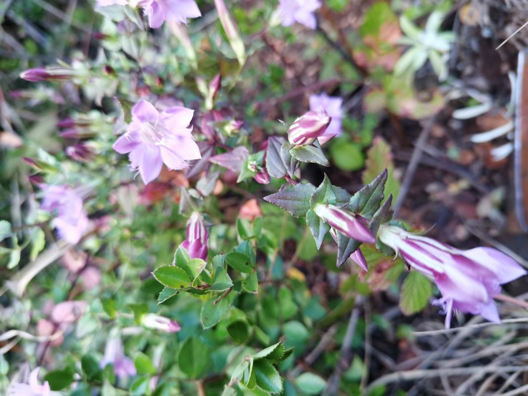 红花龙胆冬天养殖的禁忌(红花龙胆有毒性吗)-第6张图片-花花知道网 红花龙胆冬天养殖的禁忌(红花龙胆有毒性吗)-第6张图片-花花知道网