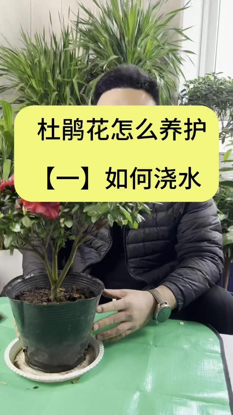 杜鹃花怎么施肥(杜鹃花怎么施肥才开花)-第4张图片-花花知道网 杜鹃花怎么施肥(杜鹃花怎么施肥才开花)-第4张图片-花花知道网