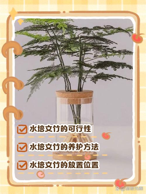 水培文竹怎么养（水培文竹怎么养?养殖方法和注意事项）-第2张图片-花花知道网