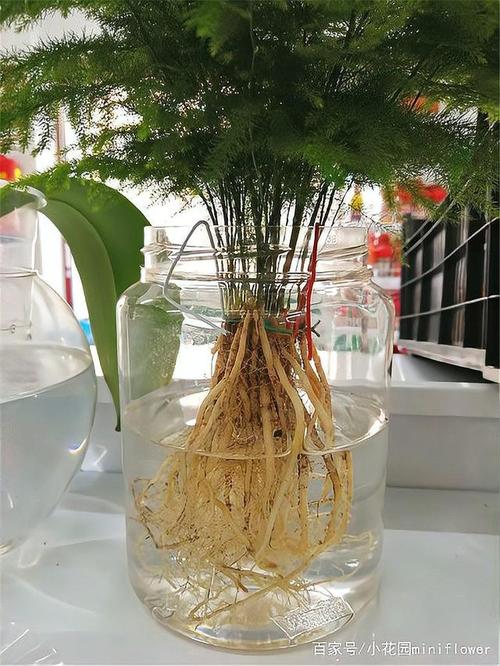 水培文竹怎么养（水培文竹怎么养?养殖方法和注意事项）-第6张图片-花花知道网