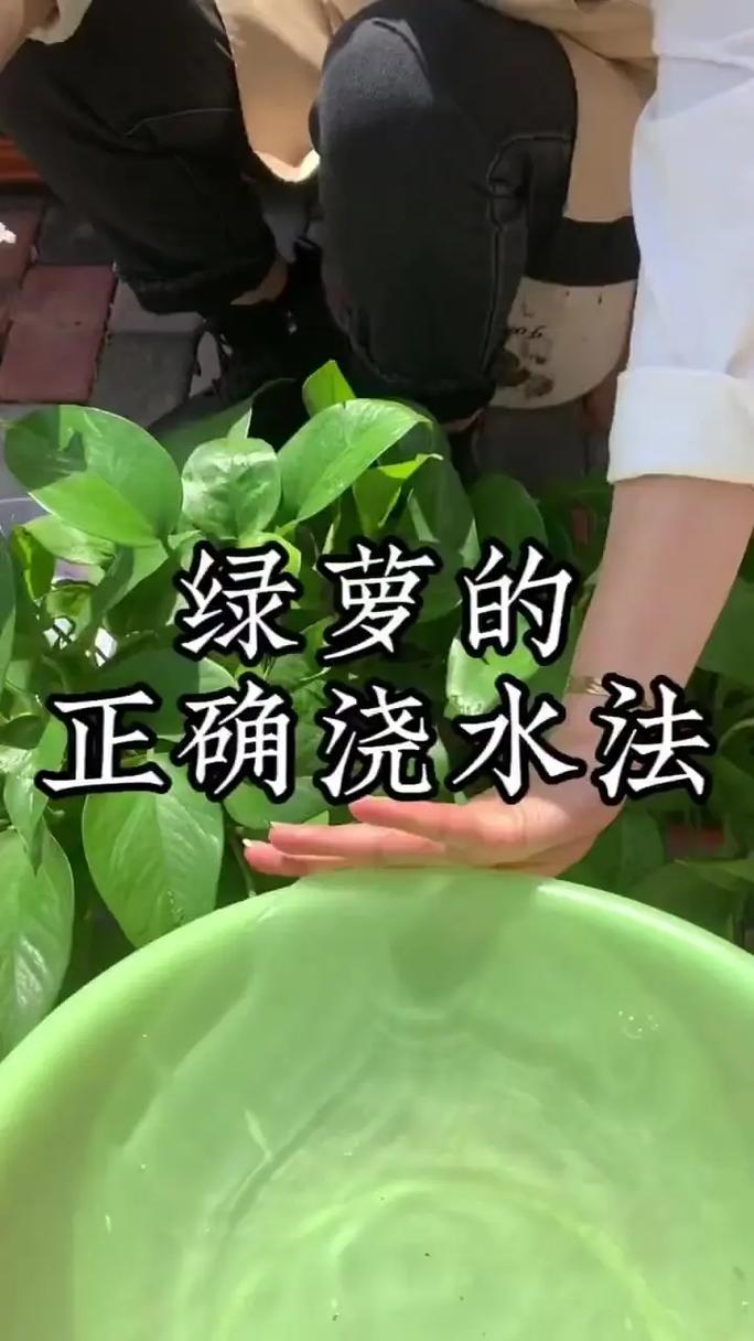 绿萝怎样正确浇水(绿萝要怎么样浇水)-第3张图片-花花知道网 绿萝怎样正确浇水(绿萝要怎么样浇水)-第3张图片-花花知道网