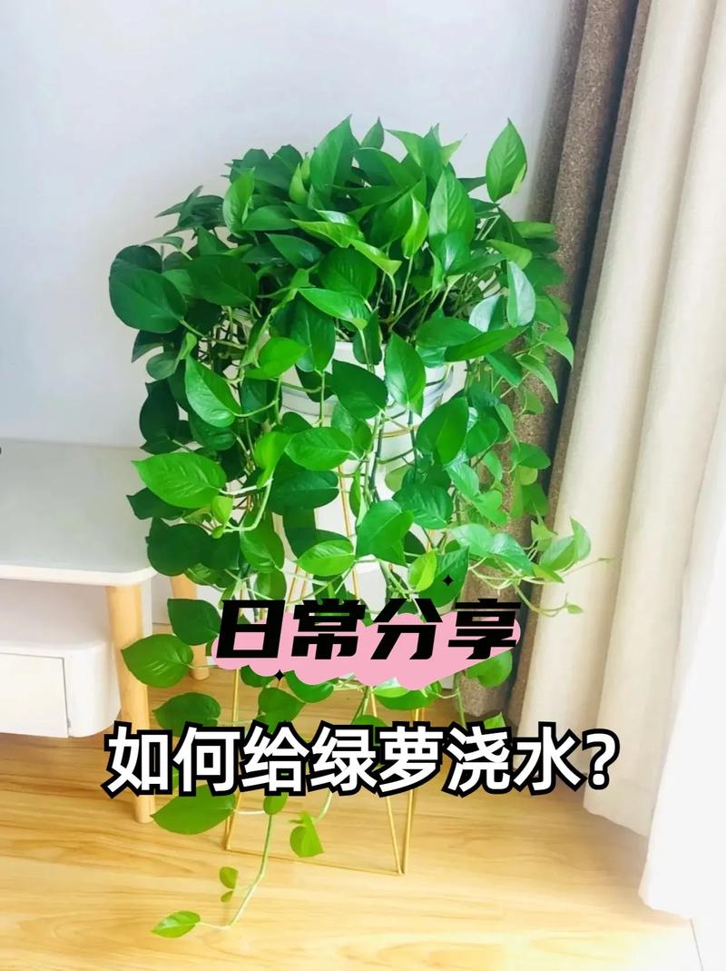 绿萝怎样正确浇水(绿萝要怎么样浇水)-第6张图片-花花知道网 绿萝怎样正确浇水(绿萝要怎么样浇水)-第6张图片-花花知道网