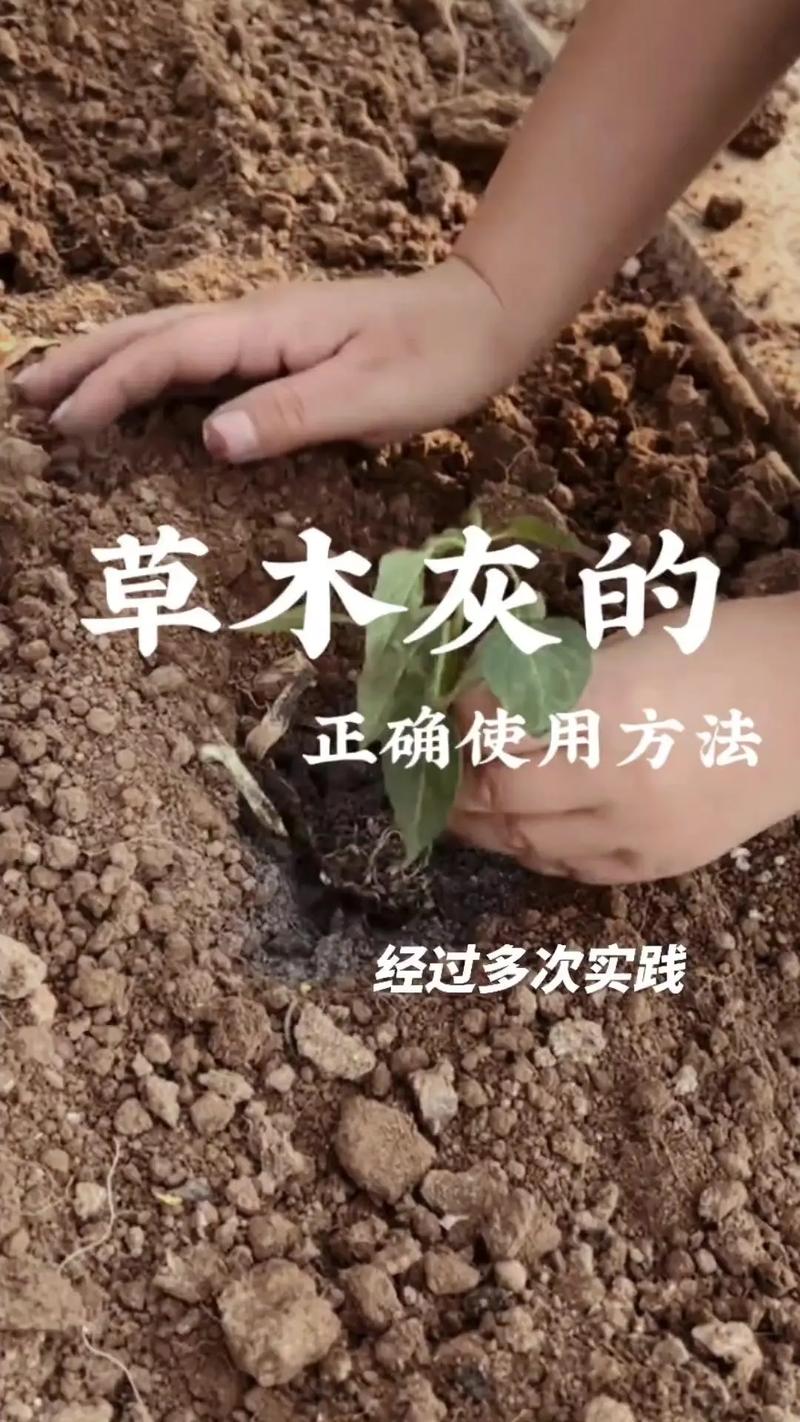 栀子花可以用草木灰吗(栀子花可以用颗粒土吗)-第1张图片-花花知道网 栀子花可以用草木灰吗(栀子花可以用颗粒土吗)-第1张图片-花花知道网