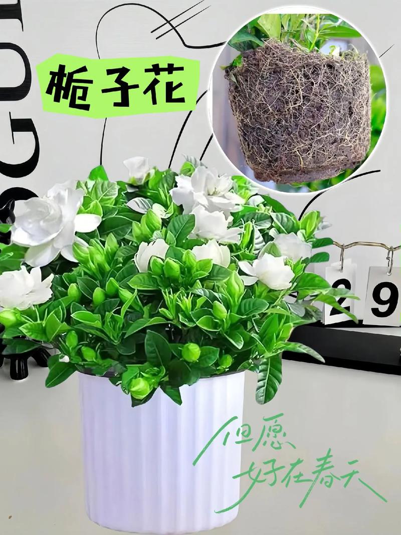 栀子花可以用草木灰吗(栀子花可以用颗粒土吗)-第4张图片-花花知道网 栀子花可以用草木灰吗(栀子花可以用颗粒土吗)-第4张图片-花花知道网